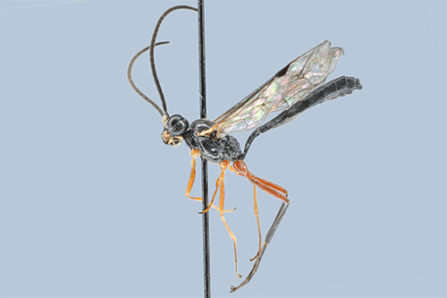 Bathythrix claviger